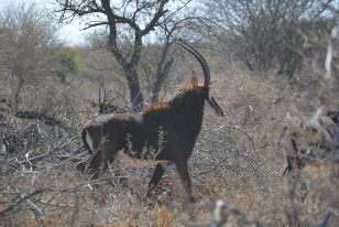 Unathi Hunting Safaris