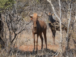 Unathi Hunting Safaris