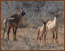 Unathi Hunting Safaris