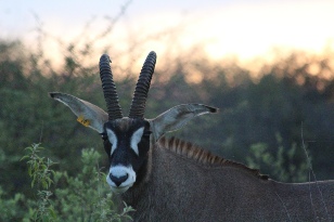 Unathi Hunting Safaris